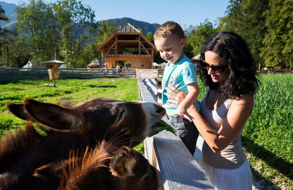 Boerderijdieren van de glamping Slovenia Eco result bij Kamnik in de Kamnische Alpen onder velika planina in Slovenië