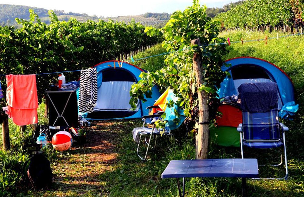 tenten tussen de wijnranken op Saksida Wine and Camping Resort in de vipava vallei in het wijngebied in het westen van Slovenië