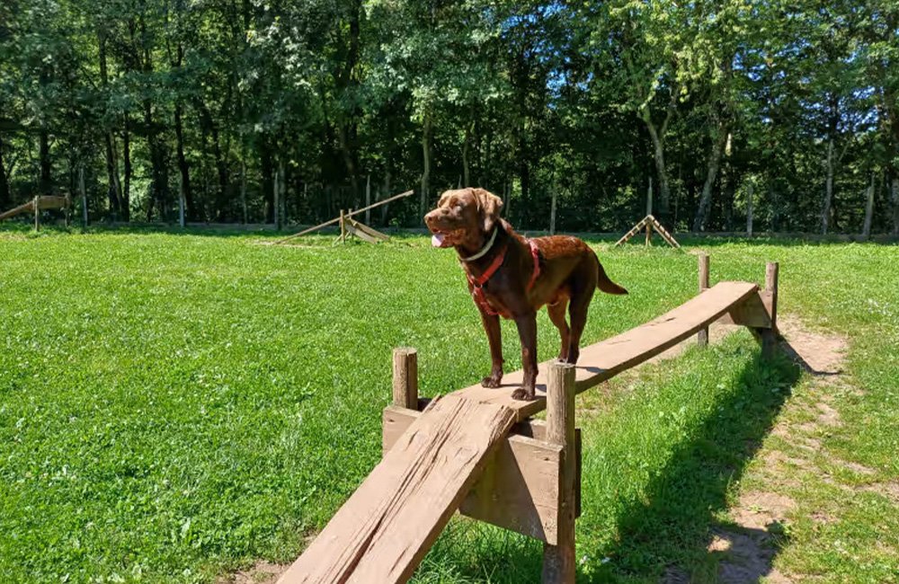 Honden parcour op Camping Landal Wirfttal in de Duitse Eifel in het westen van Duitsland bij de grens met Luxemburg en België