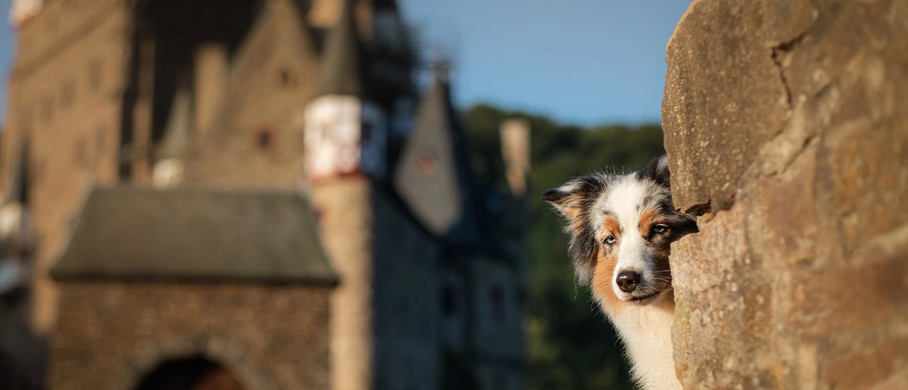 Hond bij kasteel in Eifel Duitsland Rheinland
