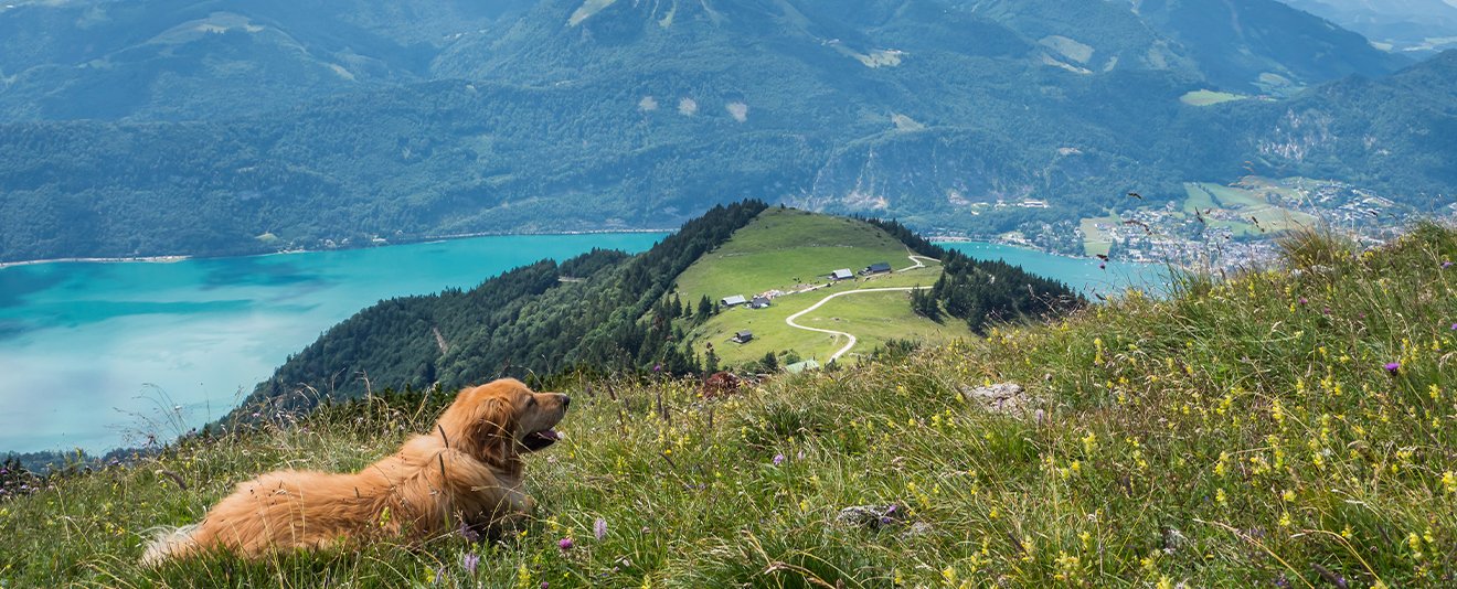 Hond bij meer in de Alpen van Oostenrijk
