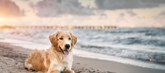 Hond op het strand van de Oostzee in Duitsland