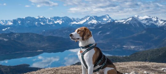 hond in de Beierse Alpen in het zuiden van Duitsland