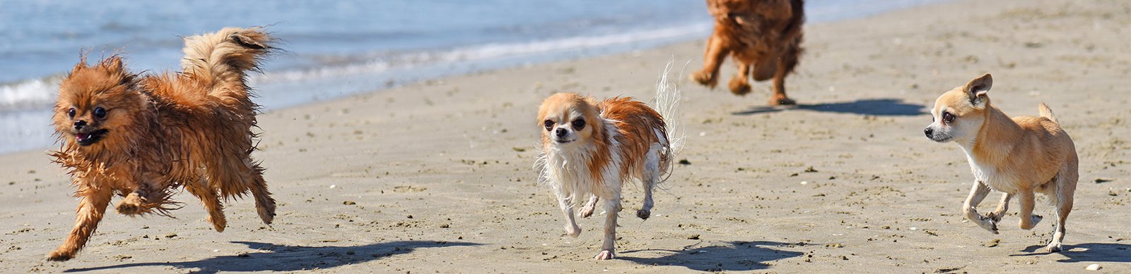 honden op het strand