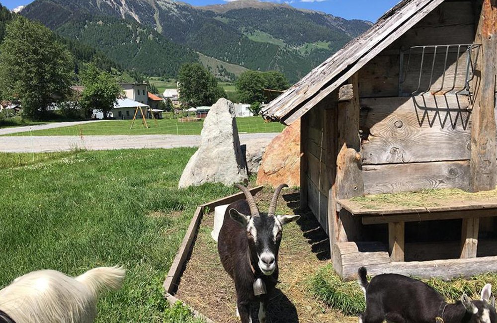 Geiten bij Camping Muglin in de Alpen van Zwitserland