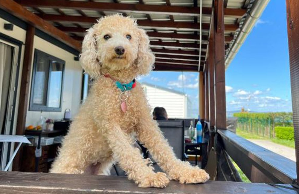 Hond in stacaravan van Camping Mirabella aan het Balatonmeer in Hongarije