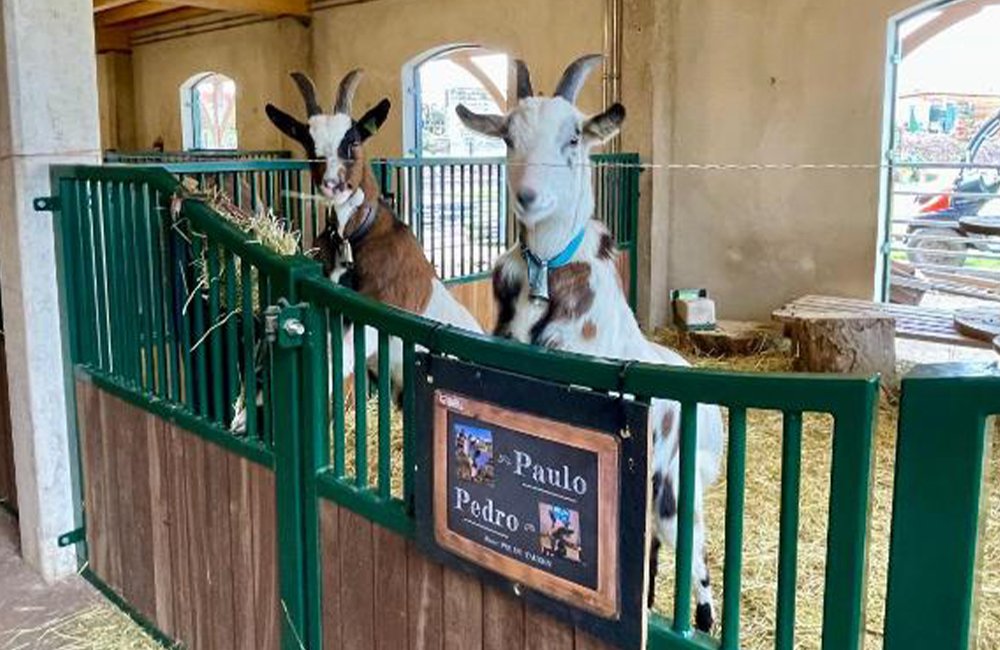 Kinderboerderij van Camping Fuussekaul in de ardennen van Luxemburg