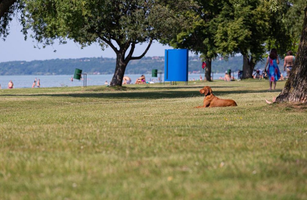 Strand van Aranypart Camping & Apartments aan het Balatonmeer in Hongarije