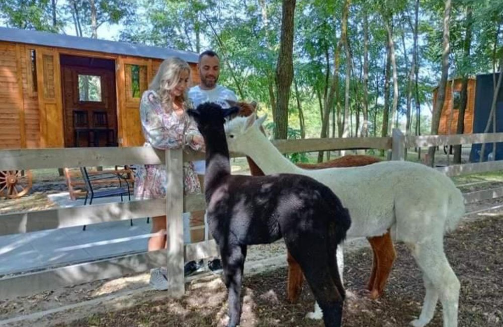 Alpaca's van Alpacacamp Helvécia in het zuiden van Hongarije