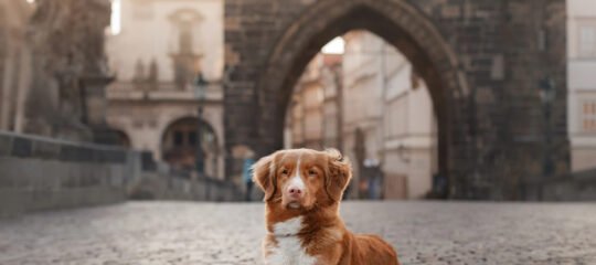 Diervriendelijke Campings in en rondom Praag