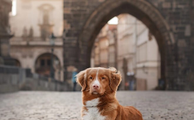Hond op de Karelsbrug over de rivier de Moldau in de diervriendelijke Tsjechische hoofdstad Praag