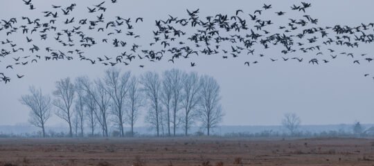 Diervriendelijke Campings bij Hortobágy Nationaal Park