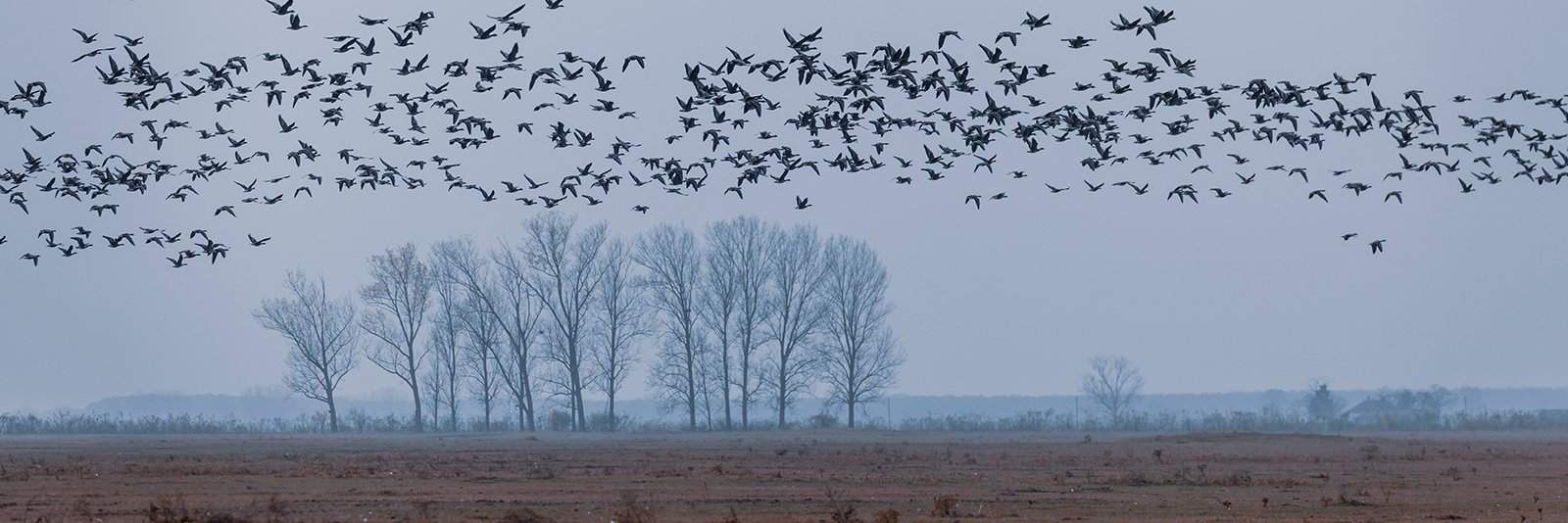 Hortobágy Nationaal Park in het oosten van Hongarije