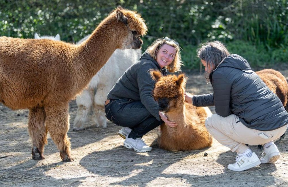 Lama's op de kinderboerderij van Camping Les Carolins aan het strand van Normandië in het noorden van Frankrijk