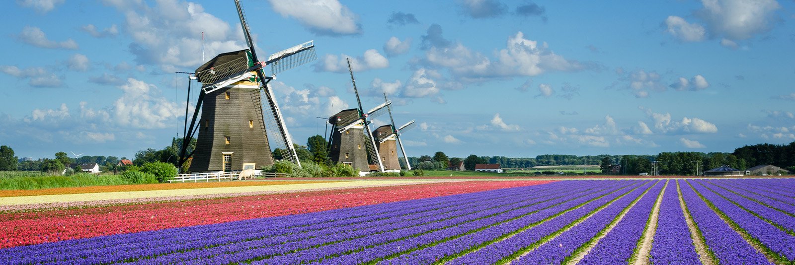 Molens en tulpen bij het Keukenhof van Lissa in Zuid Holland Nederland