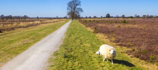 Diervriendelijke Campings in Drenthe