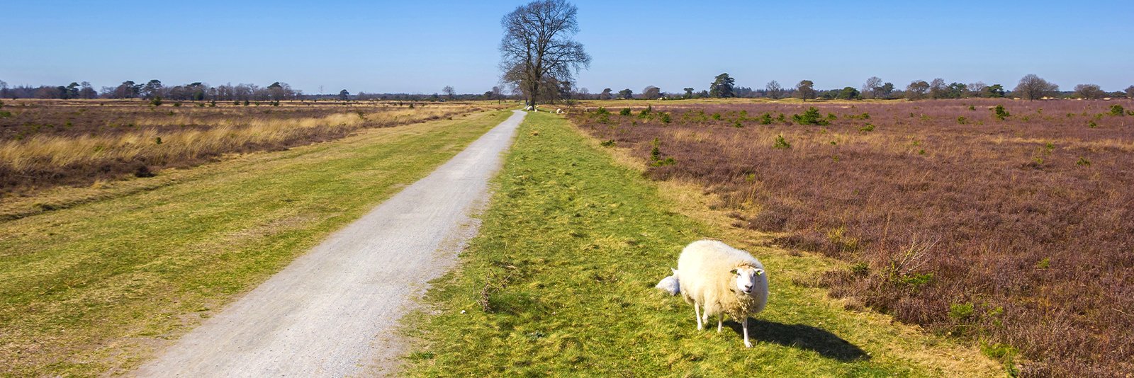 Diervriendelijke campings in het Nationaal Park Drents-Friese Wold op de grens van Drenthe en Friesland in het noorden van Nederland