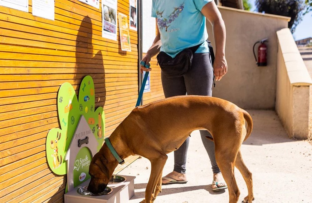 Hondenbar van Camping Le Ventoulou in de Dordogne van Frankrijk