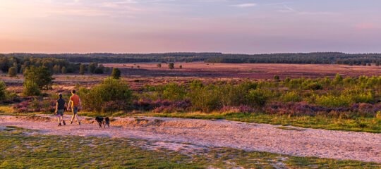 Diervriendelijke Campings op de Veluwe