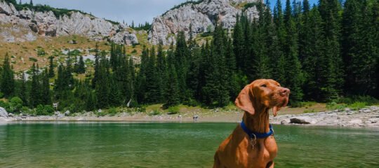 Diervriendelijke Campings in het Durmitor Nationaal Park