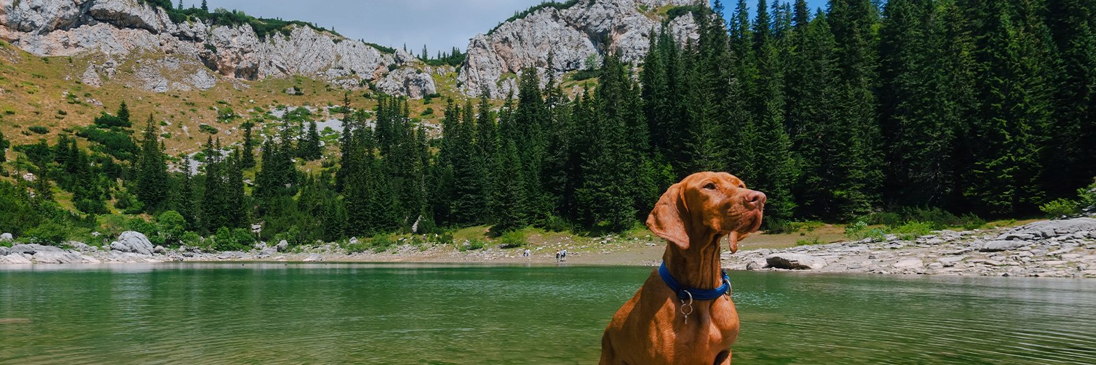 Hond aan het Jablan meer in de bergen van Montenegro in het diervriendelijke Durmitor Nationaal Park