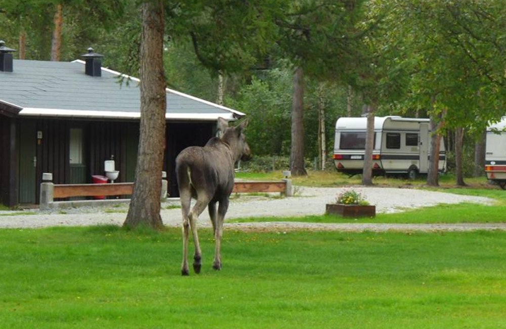 Hondvriendelijke camping Furuly Camping