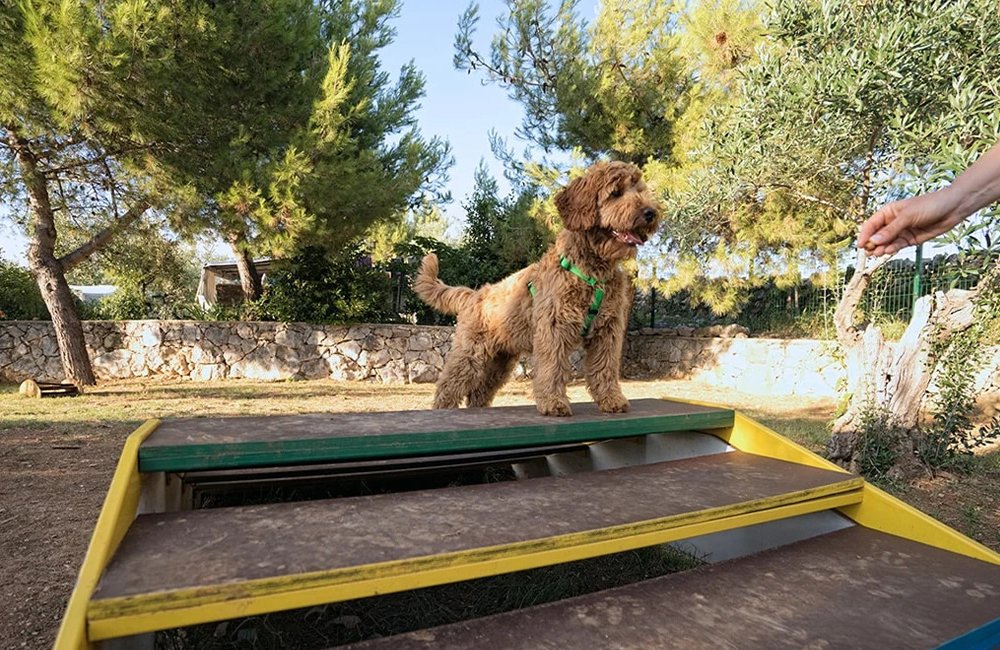 Kamperen met hond op Camping Kovačine
